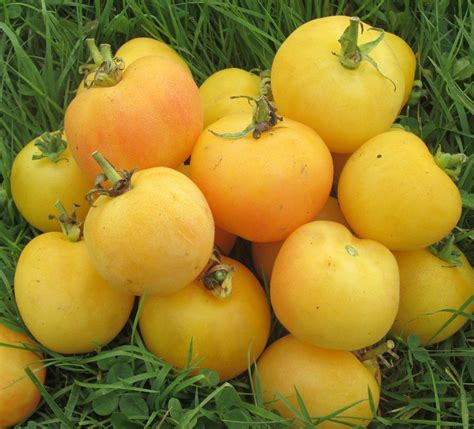 garden peach tomato info